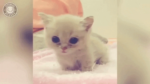 cute-gif-of-a-tiny-kitten.gif